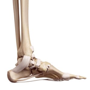 Joints of the feet